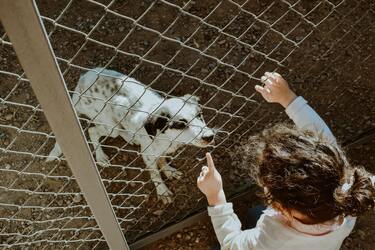 Названі 5 найбільш небезпечних порід собак, які 'ненавидять' дітей