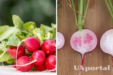 Цвет кожицы и твердость: как выбрать качественный редис