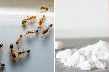 Оцет та сода: як позбавитись від мурах у домі