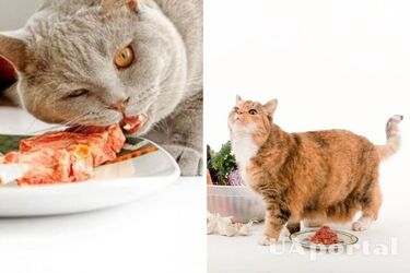 Fish and garlic: what not to give cats