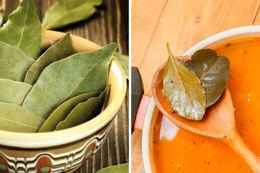 Чим шкідливий лавровий лист