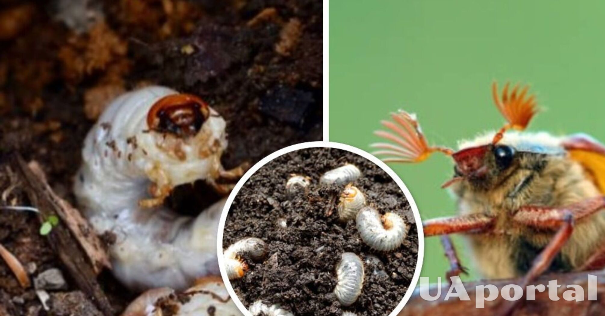 They can eat the whole crop: how to get rid of May beetle larvae effectively and easily