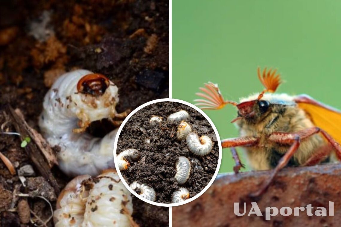 Як позбутися личинок хруща на полуниці