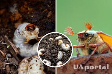 Могут выесть весь урожай: как эффективно и просто избавиться от личинок майского жука