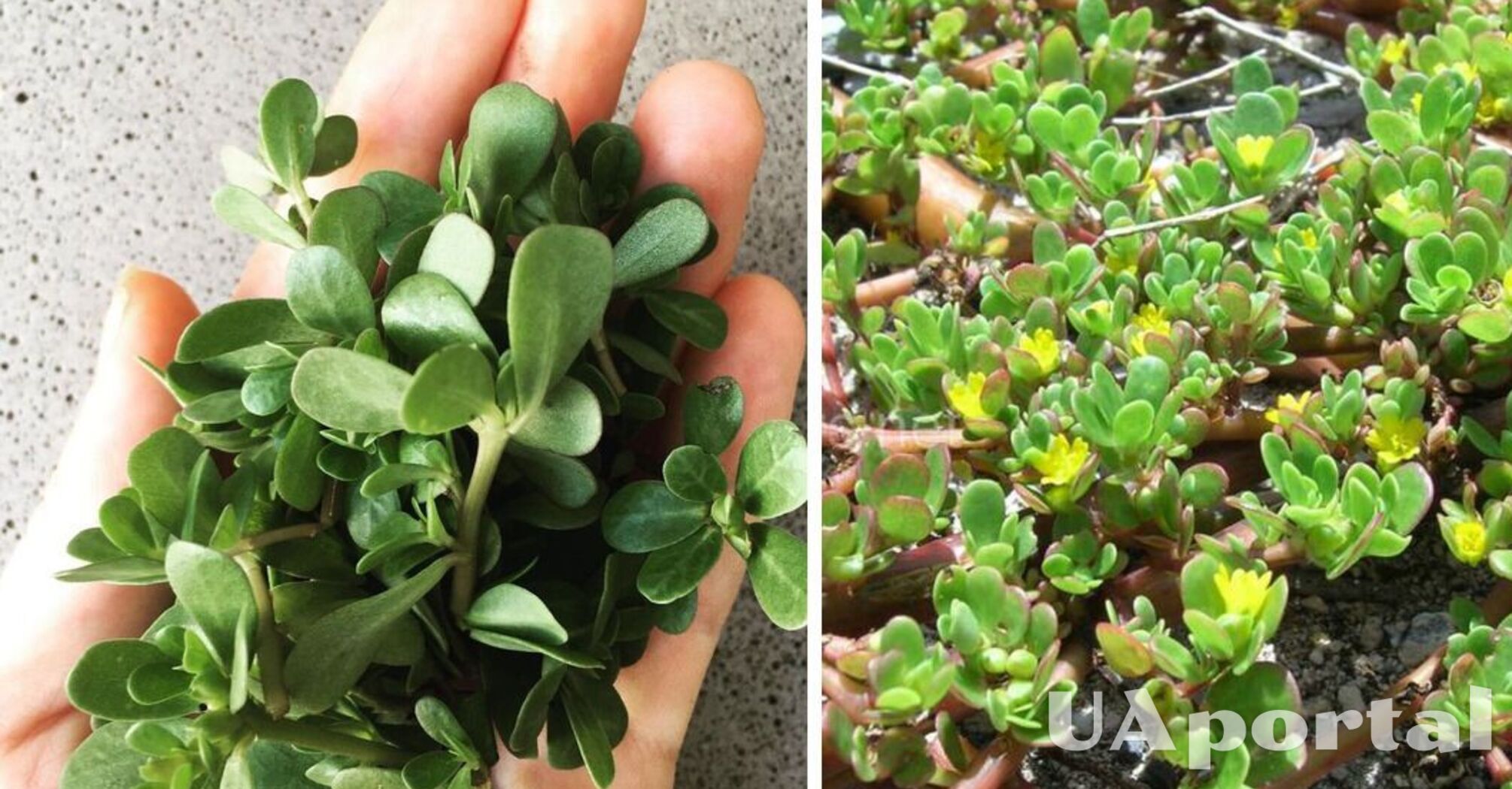 What weeds should not be pulled in the garden: what are the benefits of purslane and what is prepared from it