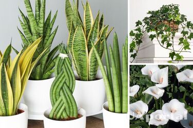 Які квіти не можна тримати вдома, щоб не викликати біди