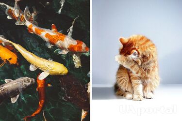 Czym najlepiej karmić koty: weterynarz powiedział, czy można podawać ryby