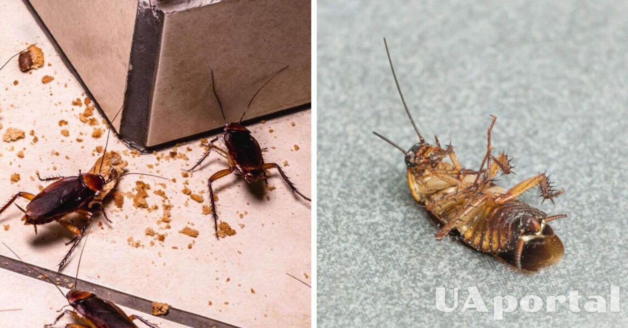 Cockroaches will leave your home on their own: how to make a natural pest control product