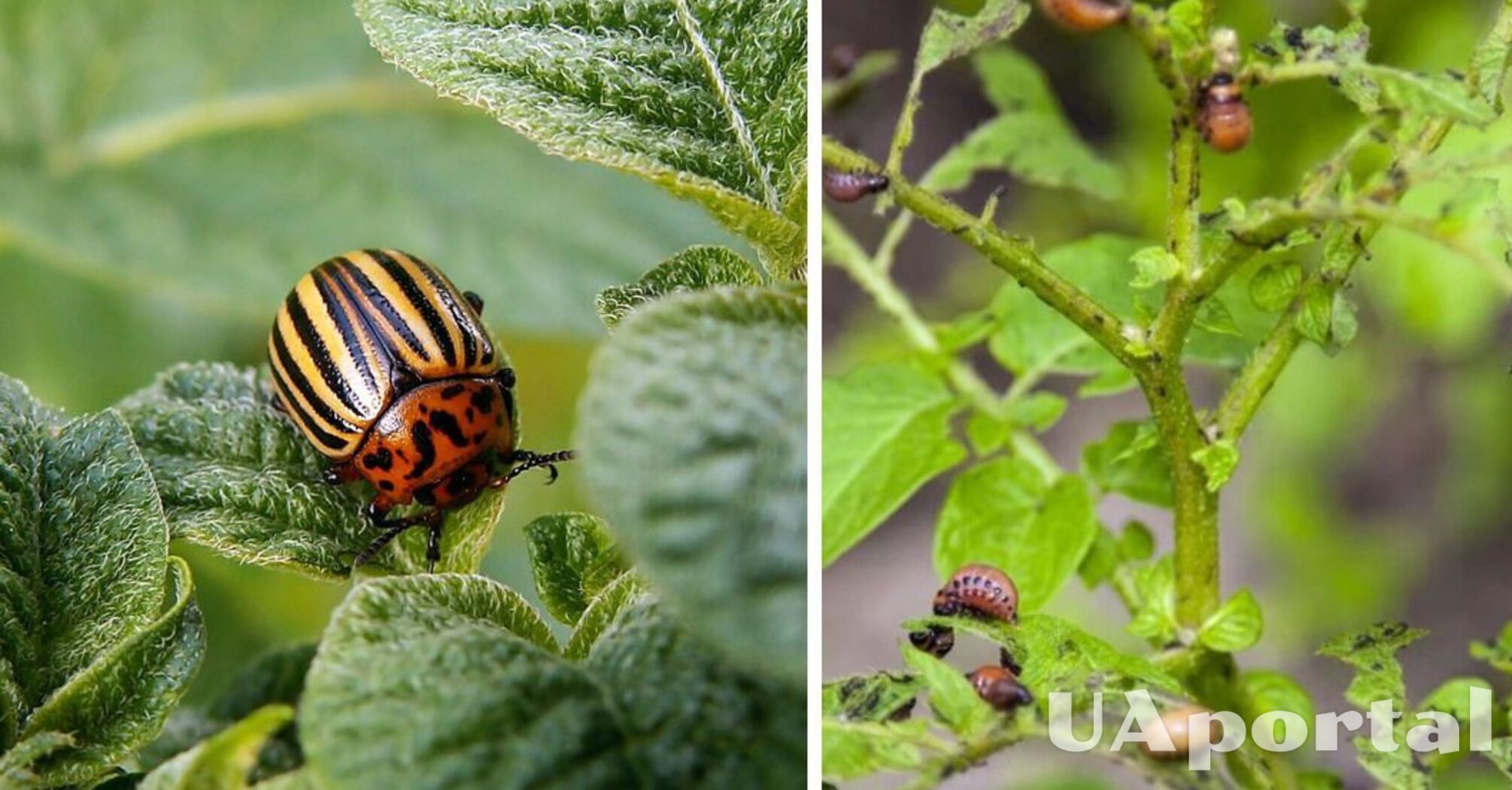 Настоящая беда для огорода: как избавиться от колорадского жука без химии
