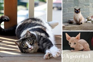 What breeds of cats show the most love and affection for their owners