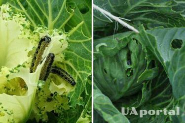Чим обробити капусту, щоб захистити її від гусениць
