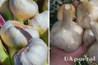 Як удобрити часник у квітні, щоб отримати багатий урожай