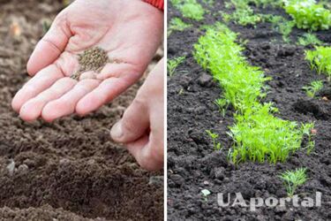 Как ускорить прорастание моркови