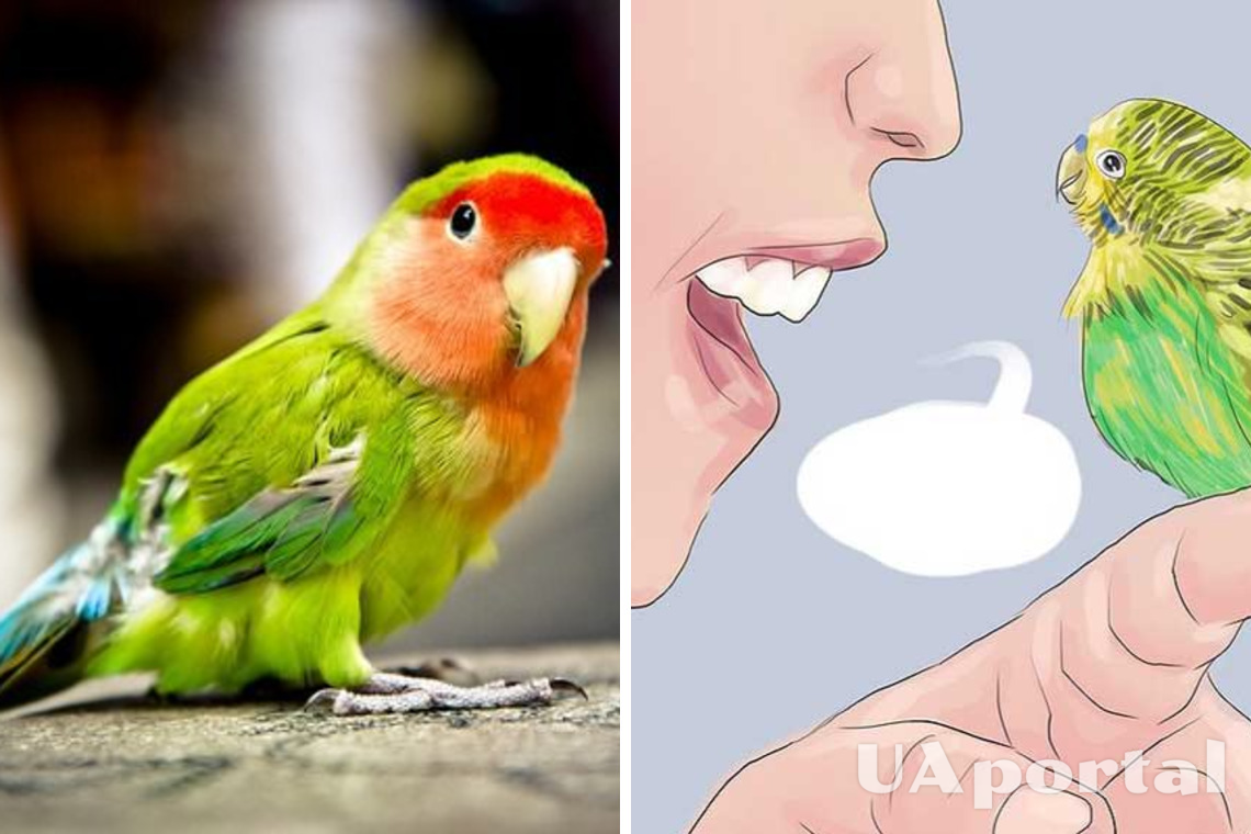 How to teach a parrot to talk: effective tips