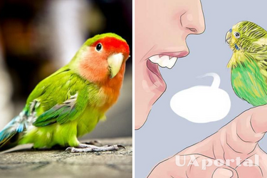 Как научить попугая разговаривать: действенные советы