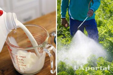 To get rid of pests: which plants can be watered with milk fertilizer and which cannot