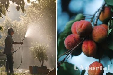 Старые абрикосы будут снова родить: как просто помочь деревьям плодоносить