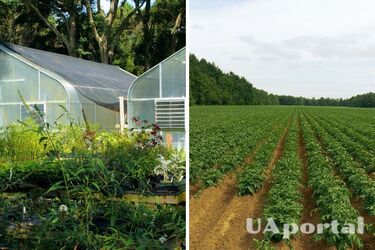 Lunar calendar for summer residents for May: when and what can be planted in the ground