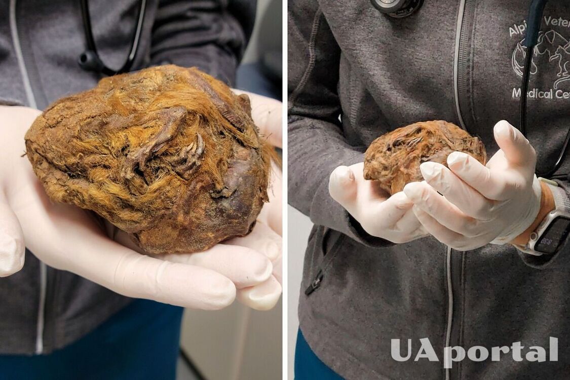 Найденный в Канаде шар замороженного меха оказался мумифицированным животным, возрастом 30 тысяч лет (фото)