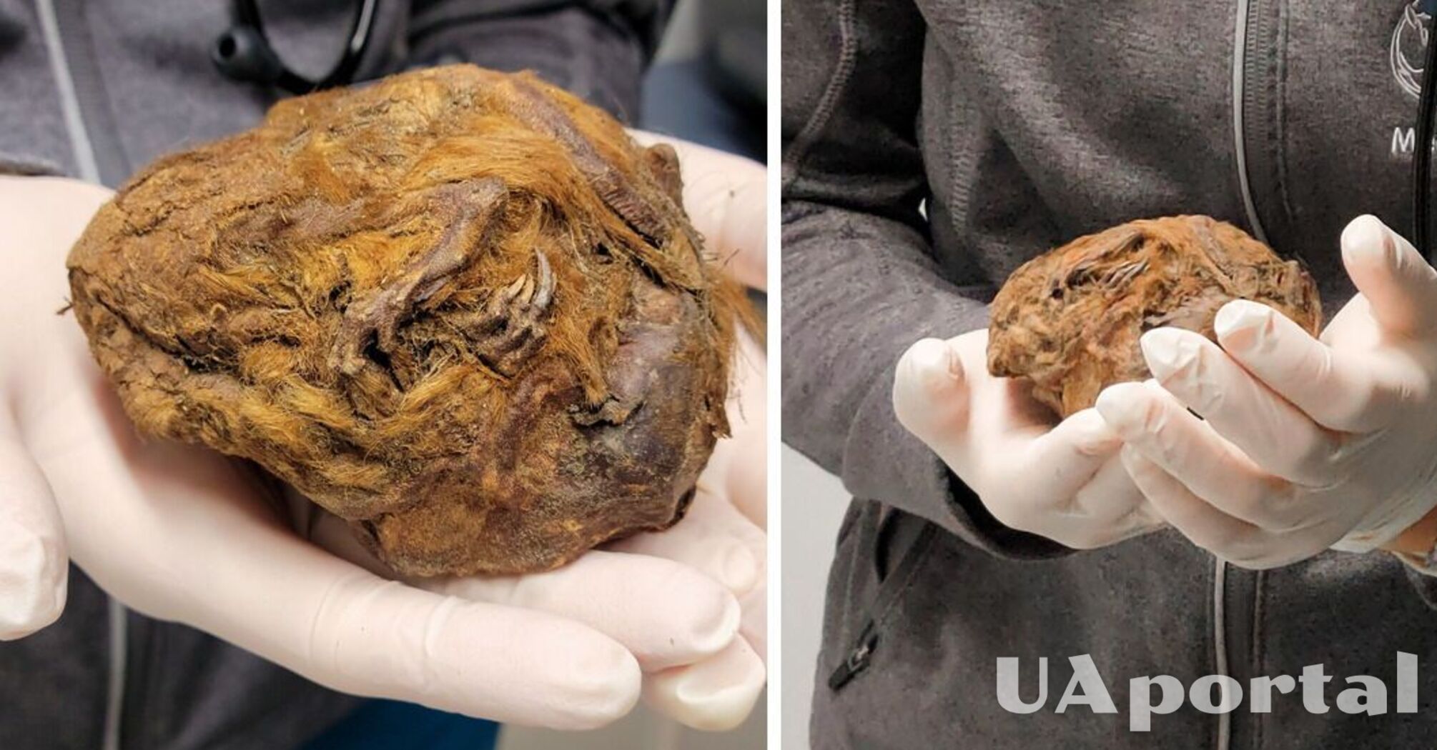 Знайдена у Канаді куля замороженого хутра виявилася муміфікованою твариною, віком 30 тисяч років (фото)