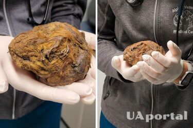 A ball of frozen fur found in Canada turned out to be a mummified animal 30 thousand years old (photo)
