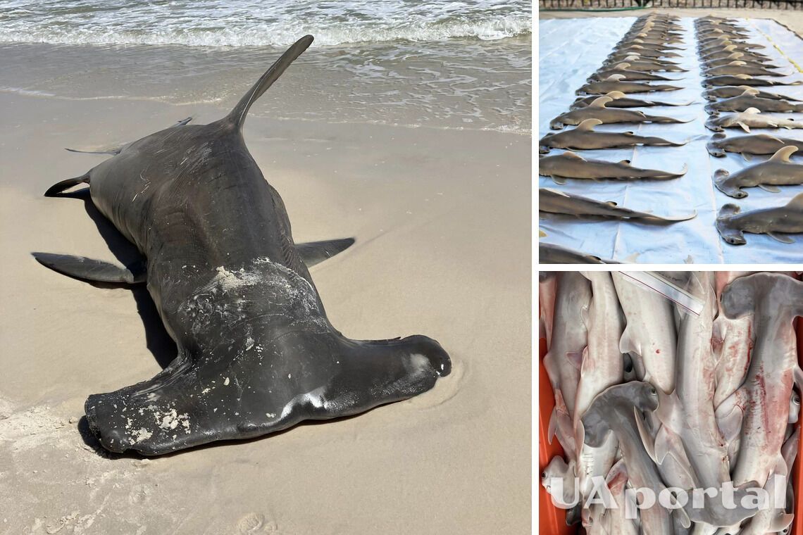 A dead hammerhead shark pregnant with 40 cubs found on a beach in the United States (photo)