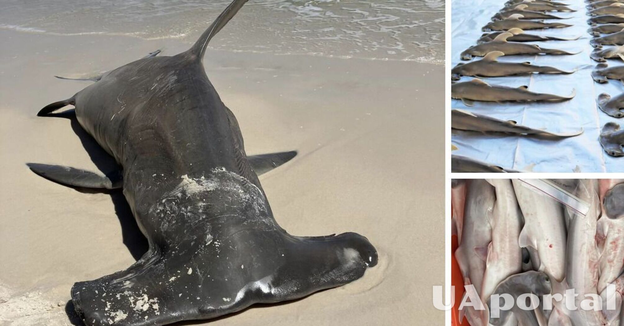 На пляжі у США знайшли мертву акулу-молот, що була вагітною 40 дитинчатами (фото)