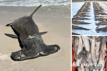 На пляже в США нашли мертвую акулу-молот, которая была беременна 40 детенышами (фото)