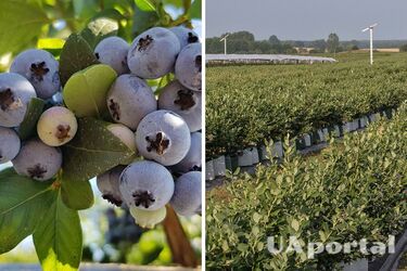 Соберете большой урожай: дачники рассказали, как правильно сажать голубику