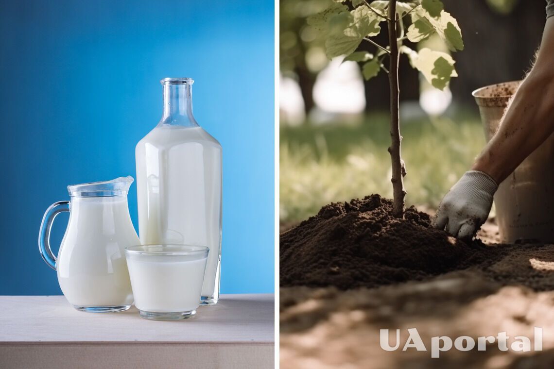 Why you shouldn't pour out sour milk: how to use it in the garden