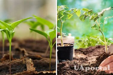 Favorable days in May for planting various crops: sowing calendar