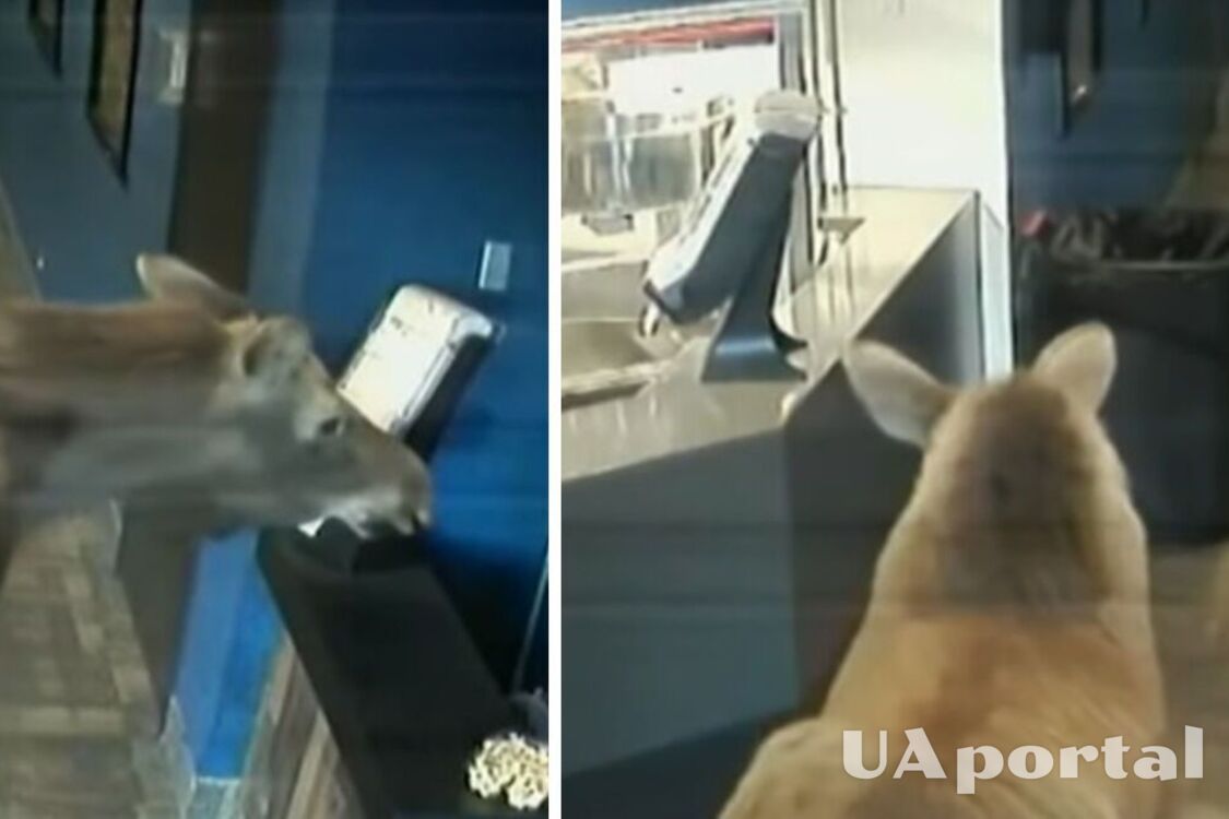 В США лось забежал в кинотеатр, поел попкорн и сбежал: инцидент попал на видео