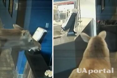 В США лось забежал в кинотеатр, поел попкорн и сбежал: инцидент попал на видео