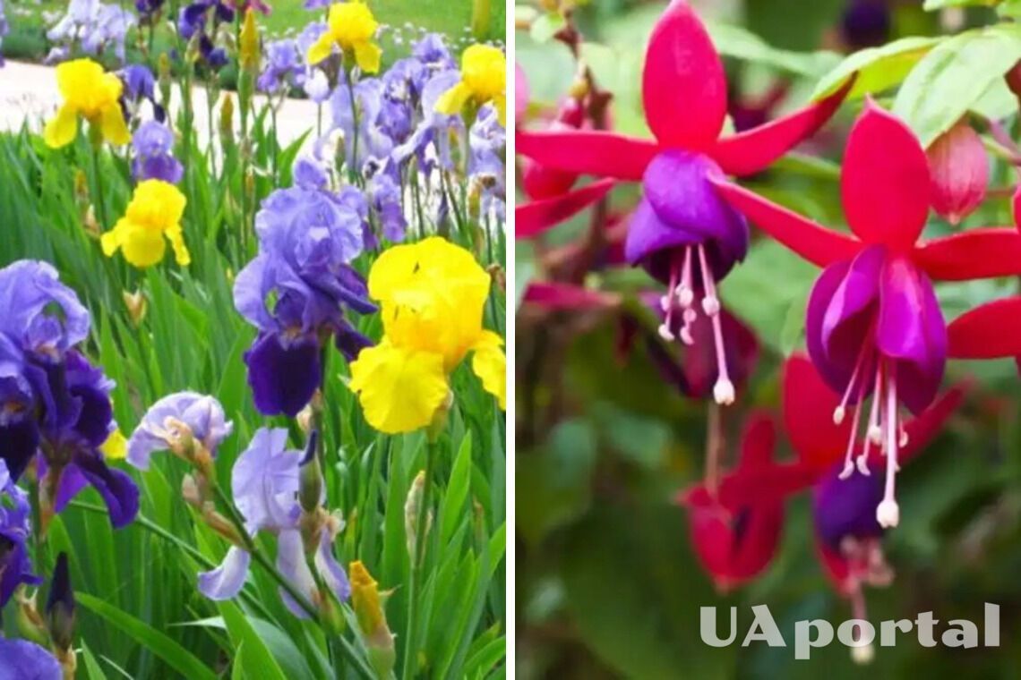 Don't need much sun: flowers that can grow even in the shade