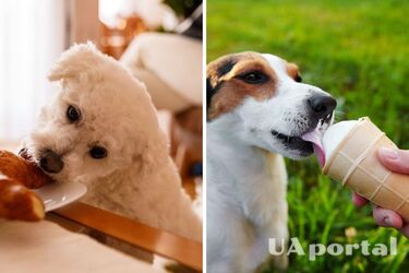 Chocolate and onions: what foods are prohibited for dogs and why