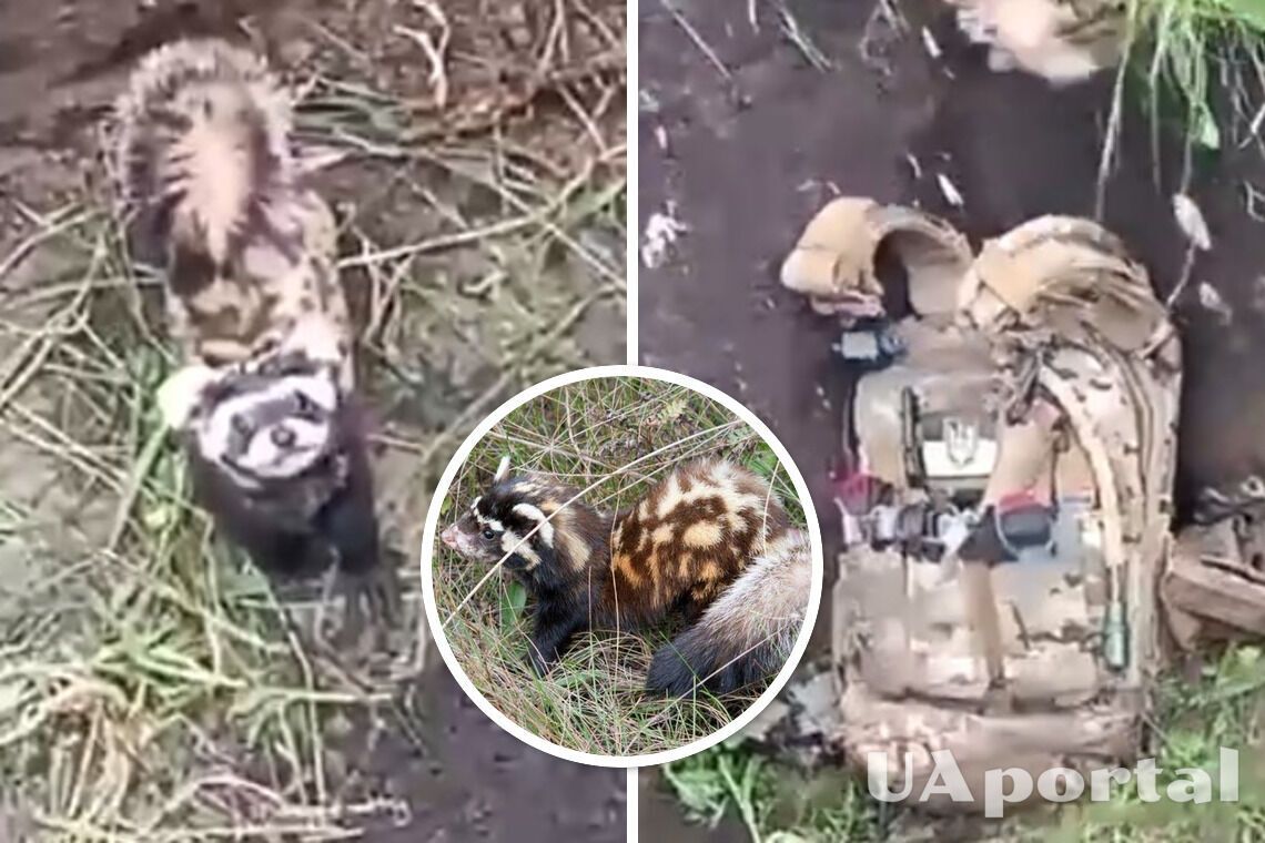 'Hush, hush, don't freak out!': Ukrainian Armed Forces soldiers had to save a Red Book ferret that broke into their trench (video)