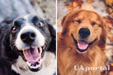 Що означає посмішка собак
