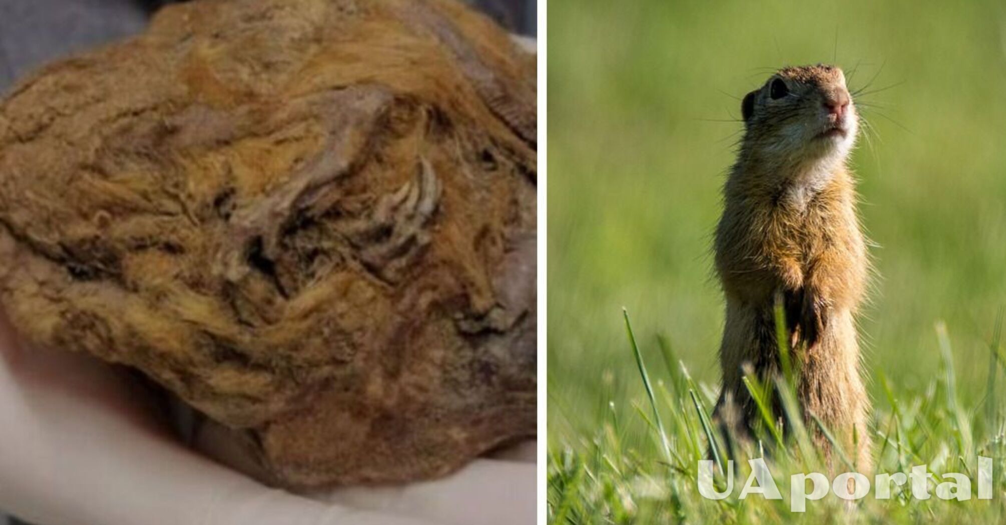 Fossilized ground squirrel from the Ice Age discovered in Canada (photo)