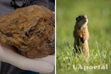 Fossilized ground squirrel from the Ice Age discovered in Canada (photo)