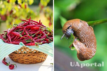 Острый перец и горчица: как избавиться от улиток на огороде
