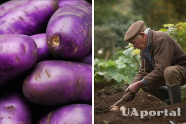 Фіолетова картопля: як та коли правильно саджати у ґрунт