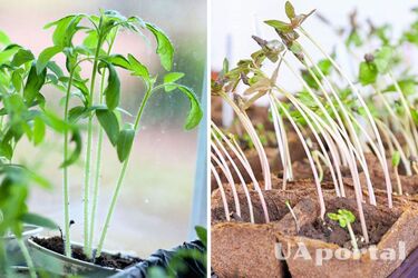 Що таке витягування розсади та як врятувати рослини