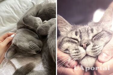 How to pet cats to make them enjoy it