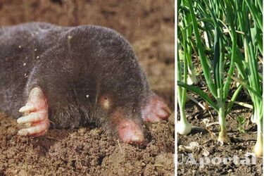 Какие растения на огороде отпугивают кротов