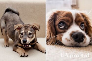 Що означає поведінка собаки