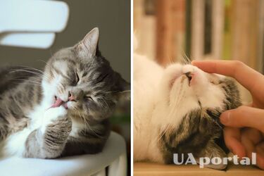 Що означає поведінка кішок