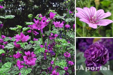 Які квіти посадити на клумбі, щоб захиститися від зглазу та біди