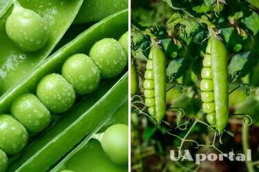 Почему горох нужно сажать 8 апреля: религиозная примета