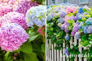 Різнокольорова гортензія: як проростити з зерен та правильно вирощувати в саду