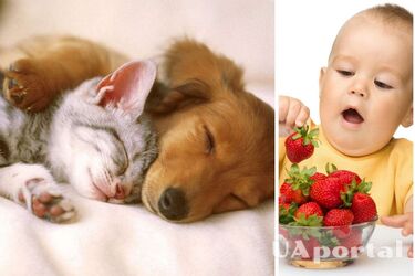 Домашние кошки и собаки снижают риск развития пищевой аллергии у детей до 3 лет.
